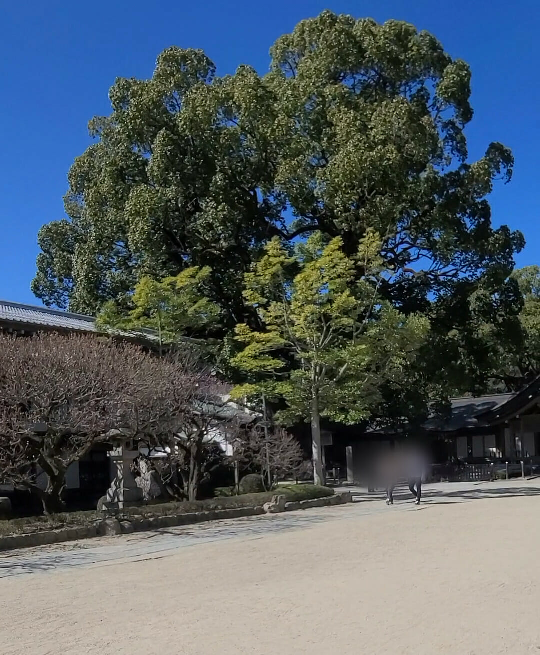 太宰府天満宮の大樟