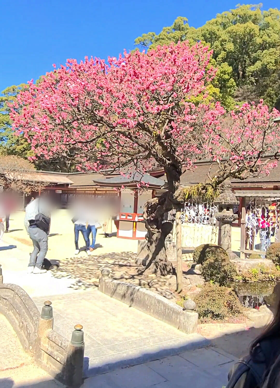 太宰府天満宮のご本殿