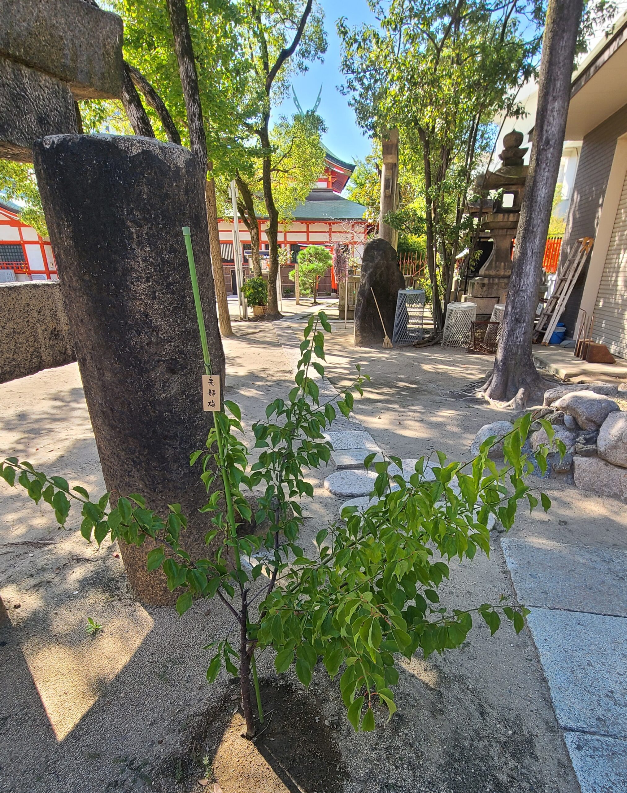 玉造稲荷神社にあるくぐれない鳥居の後ろにある夫婦梅